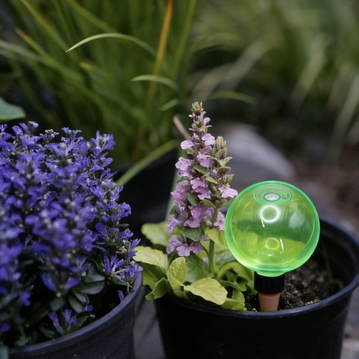 3 Globos Grandes de Autoirriga - Plant Watering Globe avaliação e preço