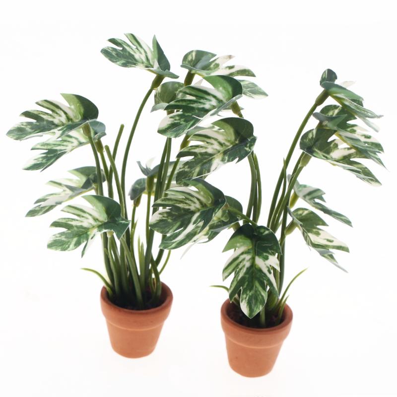 Novo. 1PC Planta Verde Monster - Smart Garden In Home avaliação e preço